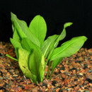 اسپاتی فیلوم آبزی